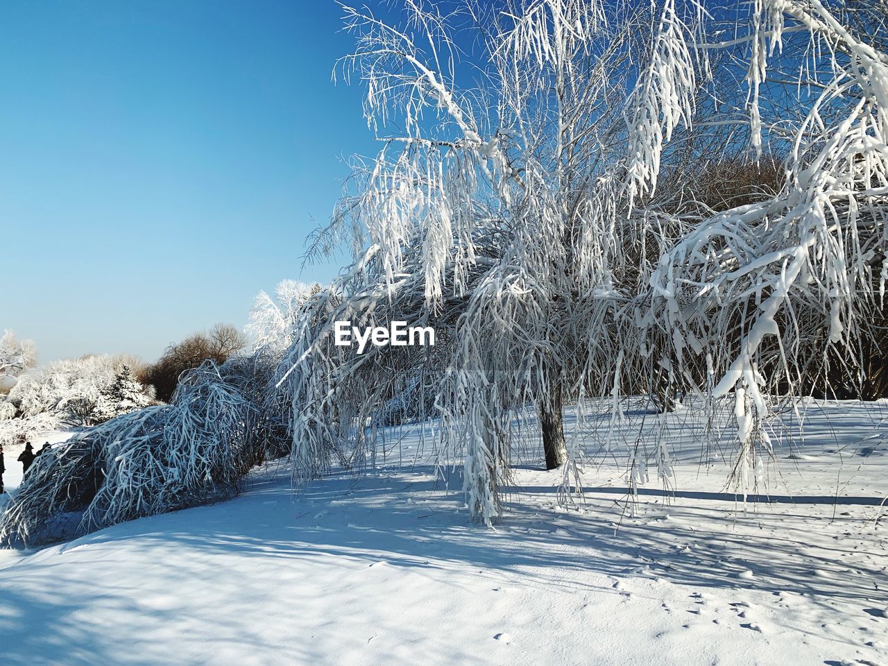 Snow covered land and trees against sky