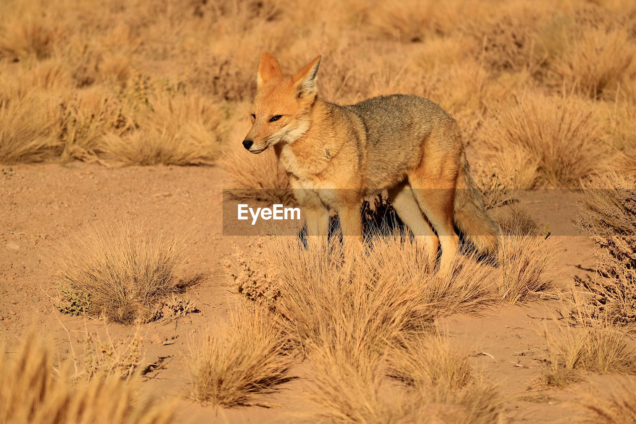 Andean fox or zorro culpeo in the desert brush field, altiplano of chile, south america