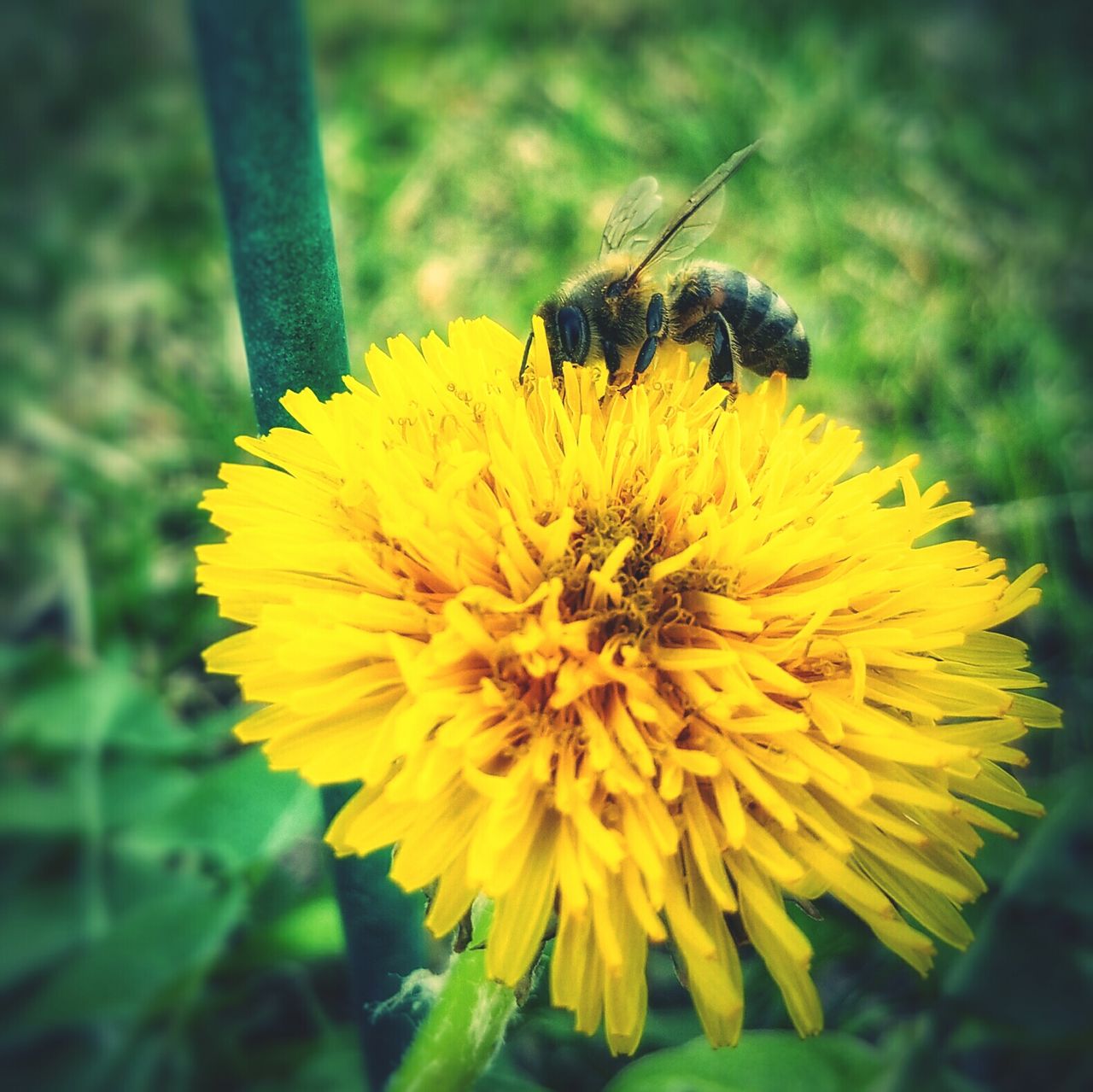 Close-up of bee pollinating flower