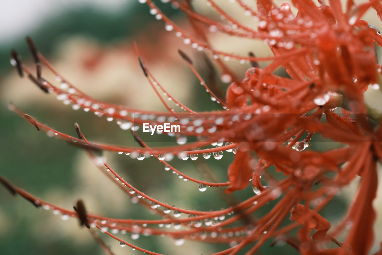 Close-up of wet red spider lily on plant