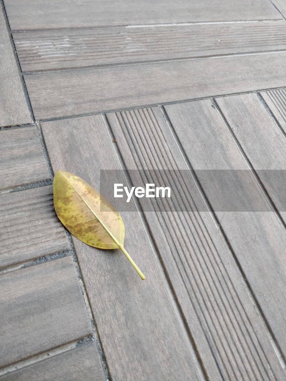 HIGH ANGLE VIEW OF LEAF ON WOOD