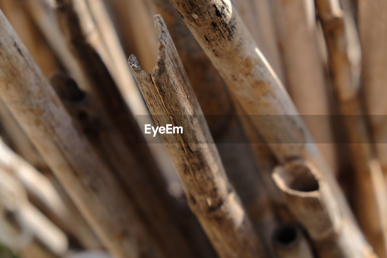 CLOSE UP OF WOOD IN BAMBOO