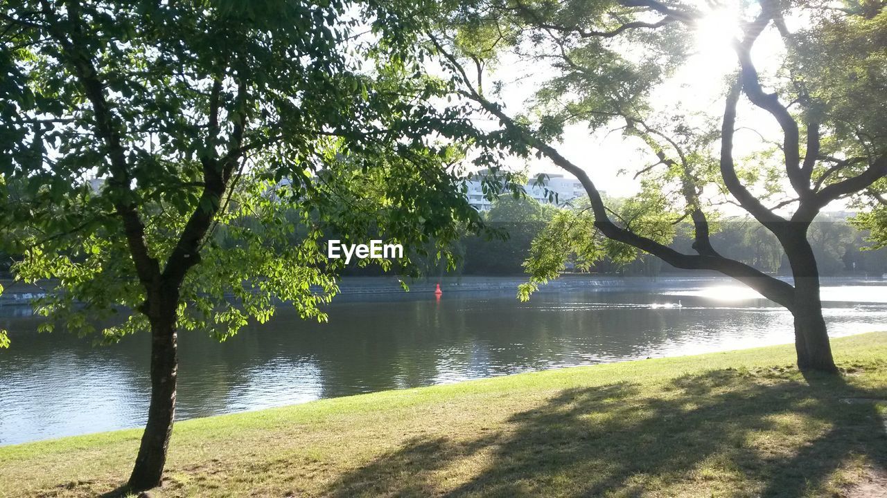 Trees growing at riverbank during sunny day