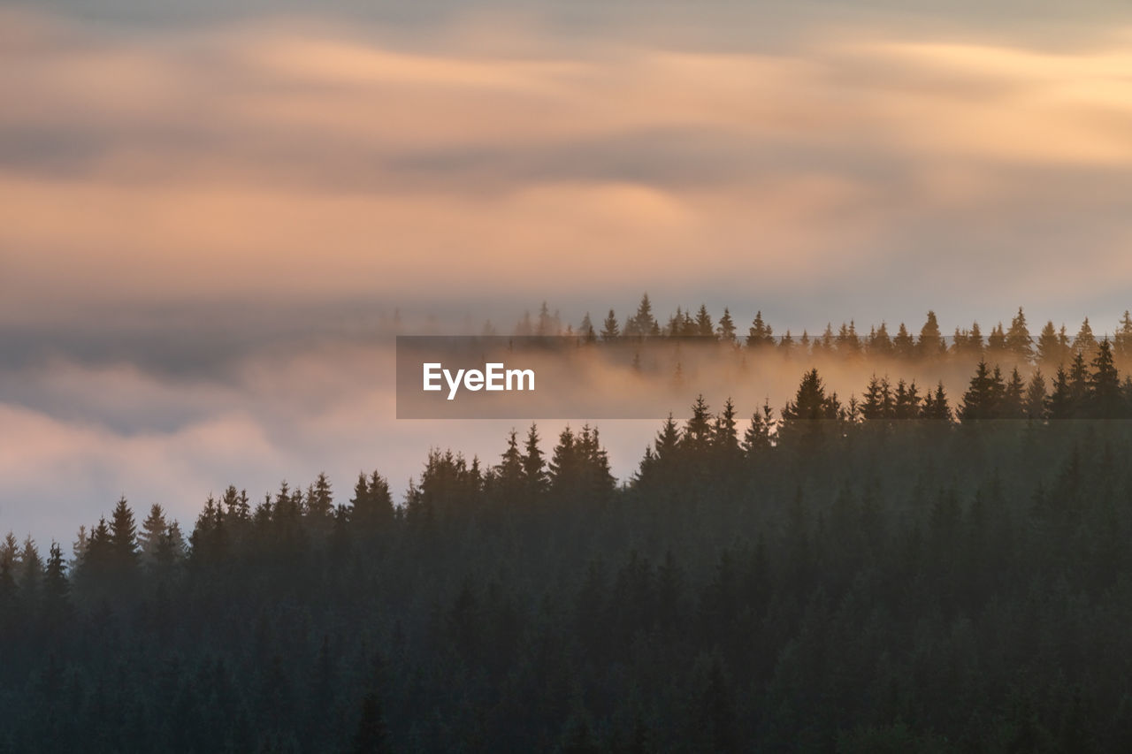 SCENIC VIEW OF FOREST AGAINST ORANGE SKY