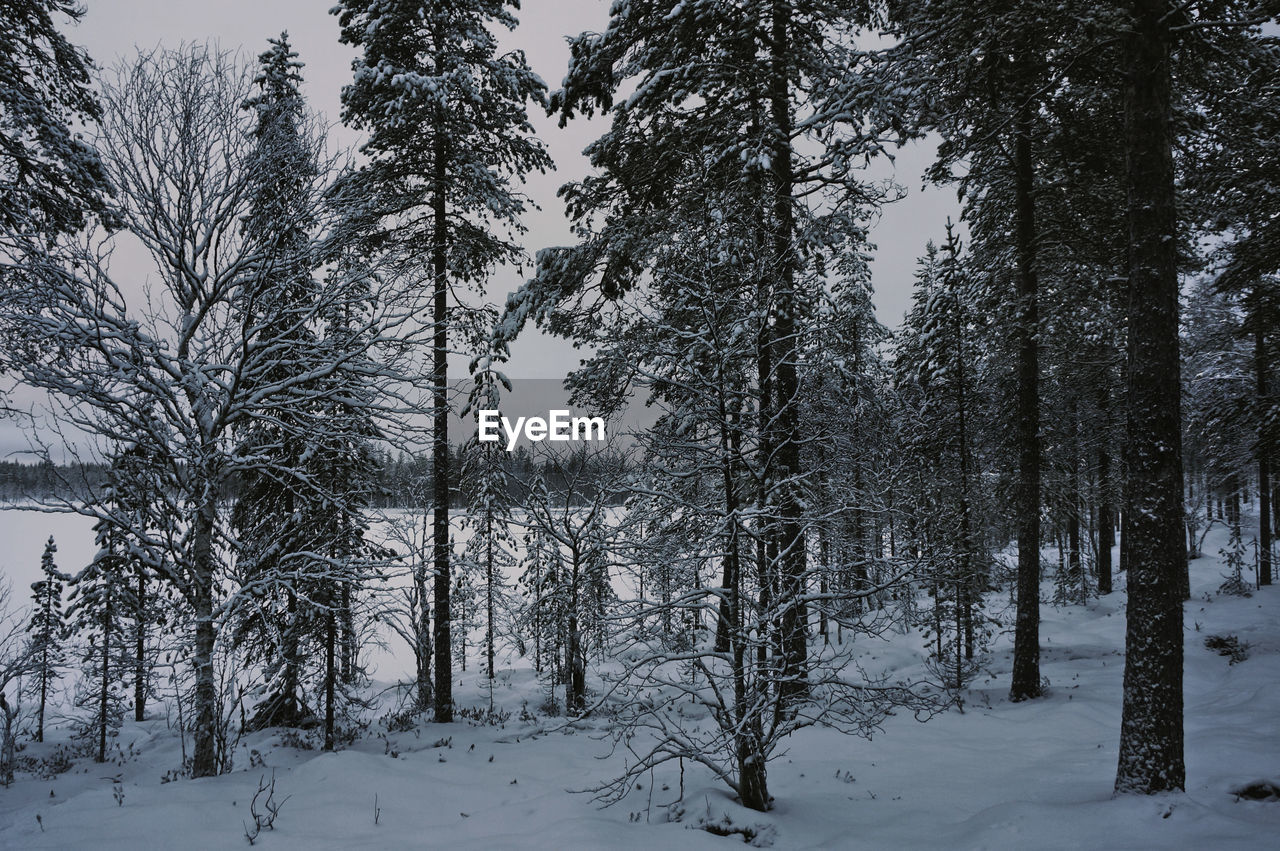 TREES IN WINTER FOREST