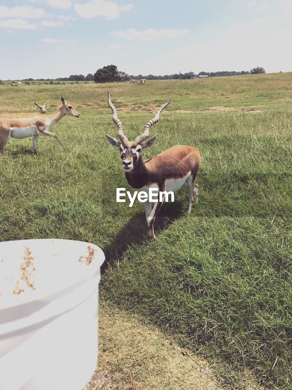 DEER STANDING ON FIELD