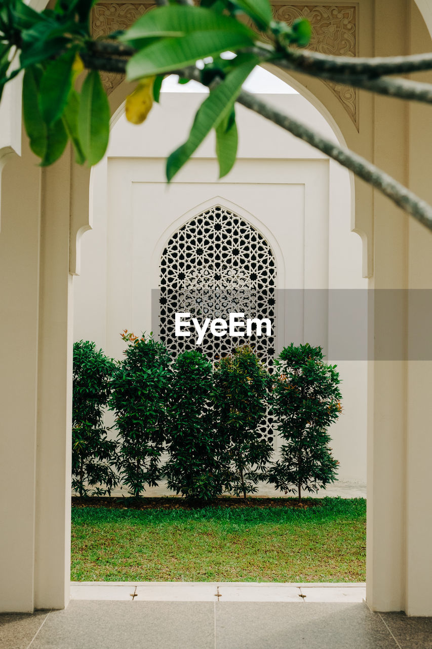 TREES AND PLANTS GROWING OUTSIDE BUILDING