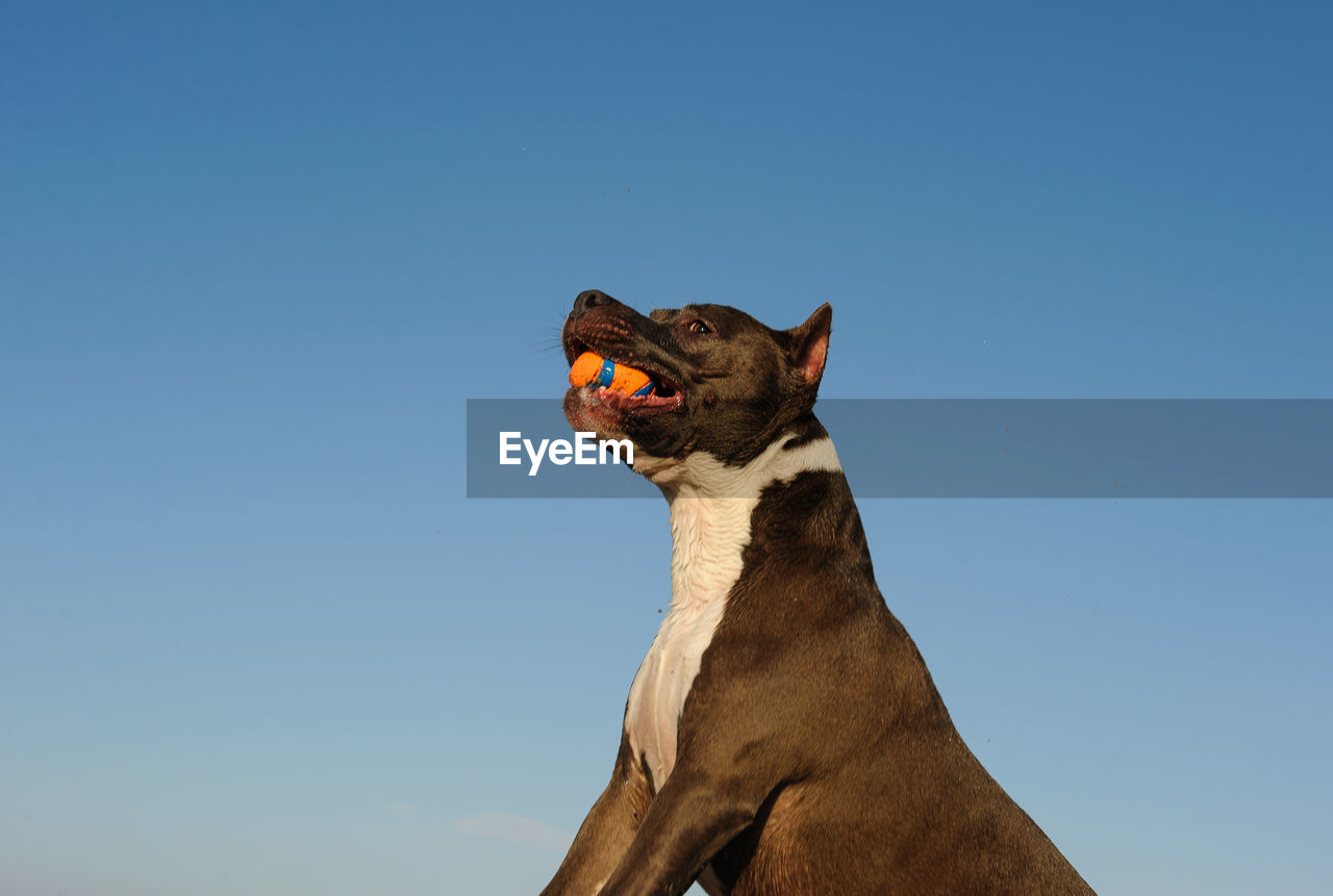 LOW ANGLE VIEW OF CAT AGAINST CLEAR SKY