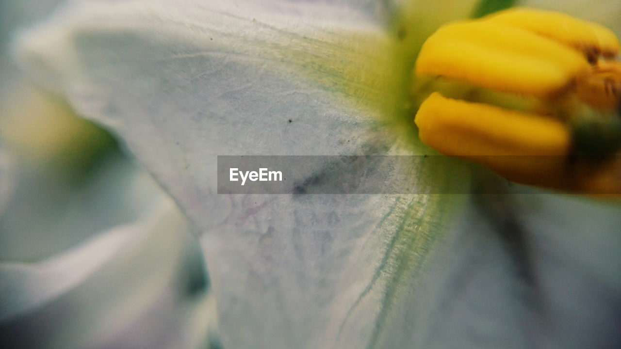 CLOSE-UP OF FLOWER HEAD