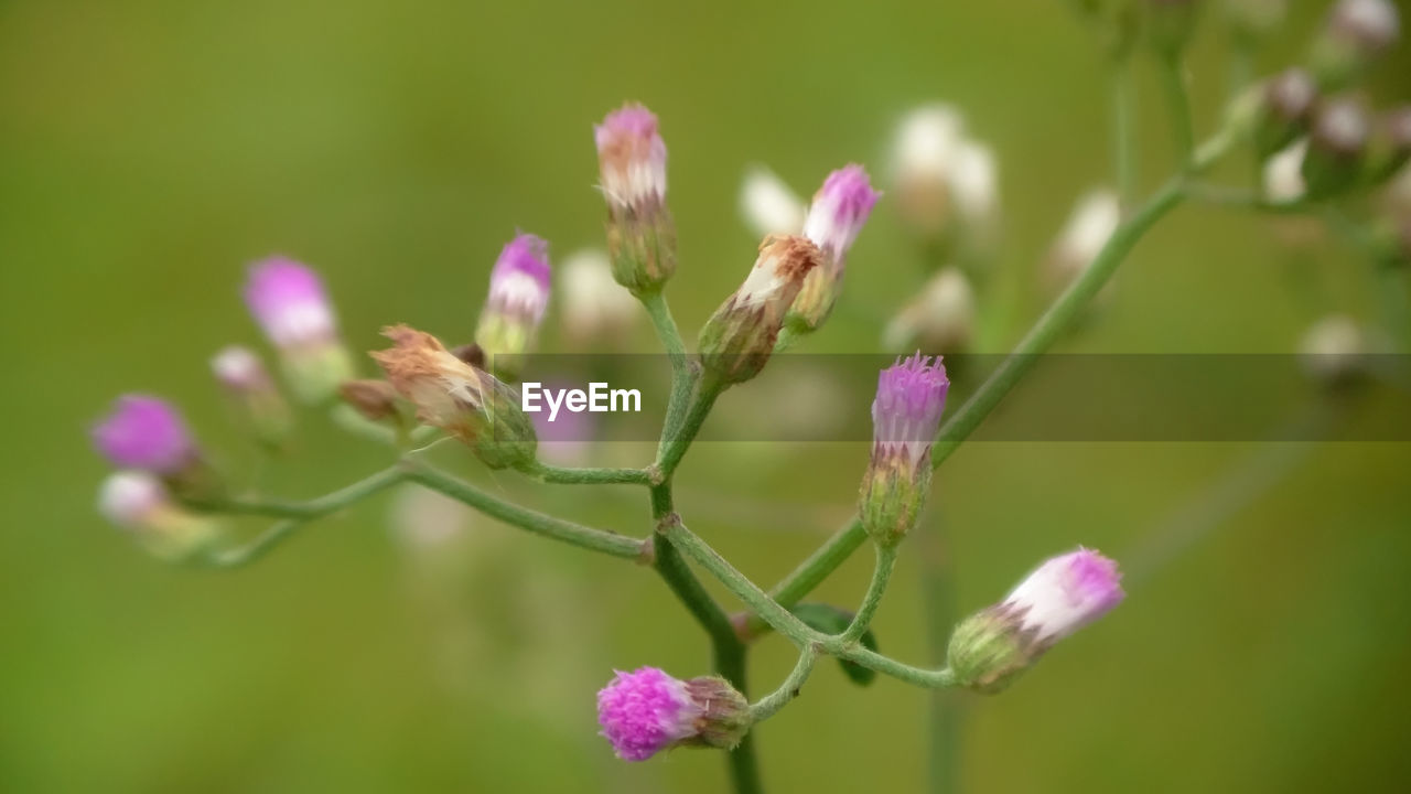 CLOSE-UP OF PINK FLOWER PLANT