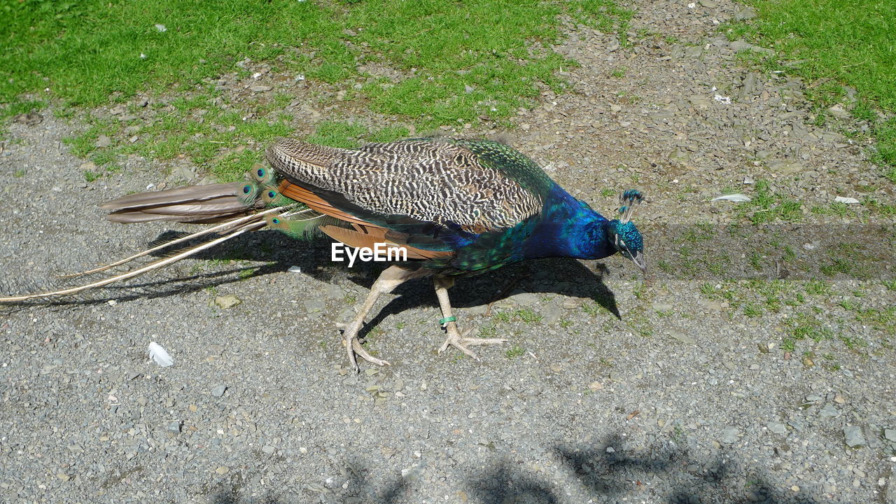 High angle view of peacock on field