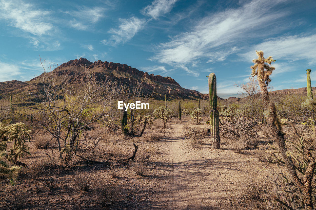 Saguaro cactus next to hiking trail in tucson, arizona.