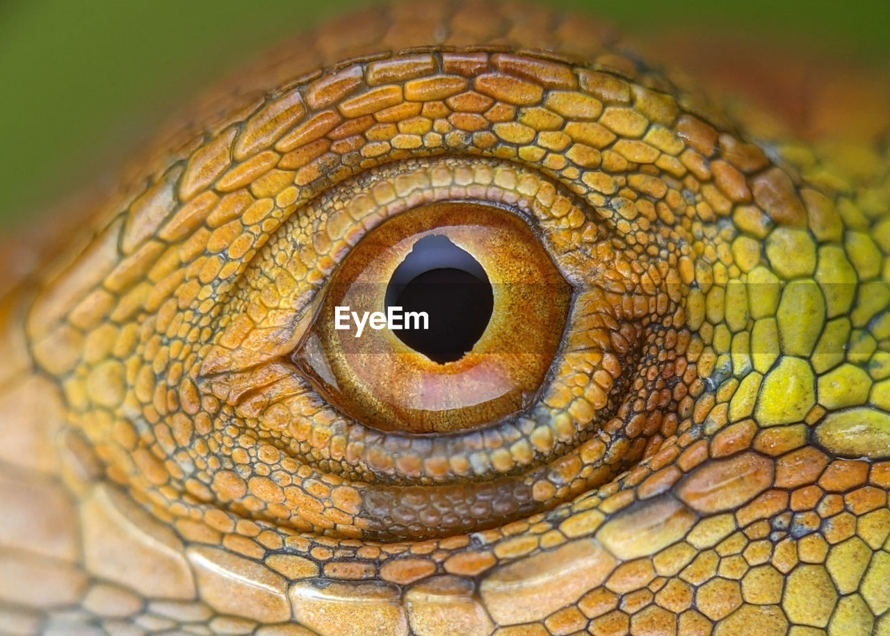 animal themes, reptile, animal, one animal, close-up, animal body part, lizard, macro photography, eye, animal wildlife, wildlife, animal eye, animal head, serpent, extreme close-up, no people, macro, nature, multi colored, environment, yellow, animal skin, animal scale, pattern, portrait, outdoors, rainforest, beauty in nature