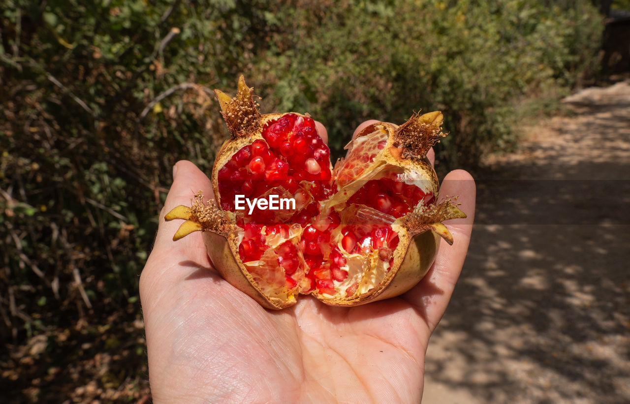 Ripe pomegranate in the men hand. harvest concept. selective focus.