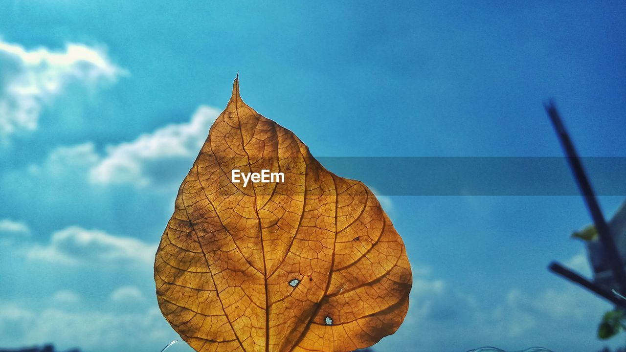 CLOSE-UP OF DRY LEAF AGAINST SKY
