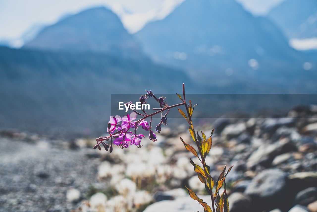 Close-up of plant against mountain