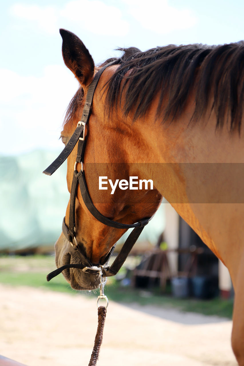 CLOSE-UP OF A HORSE IN THE RANCH