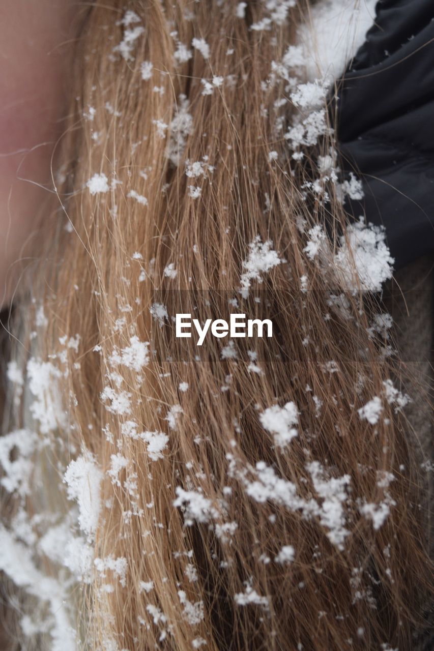 Cropped image of woman with snow on hair