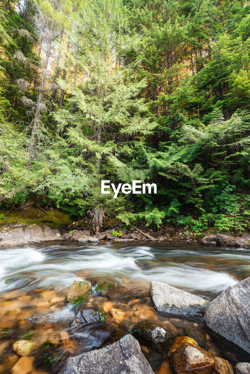 STREAM FLOWING IN FOREST