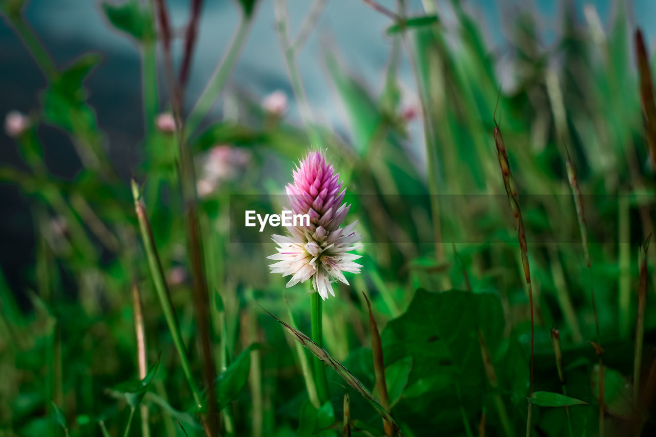 Close-up of pink flower on field