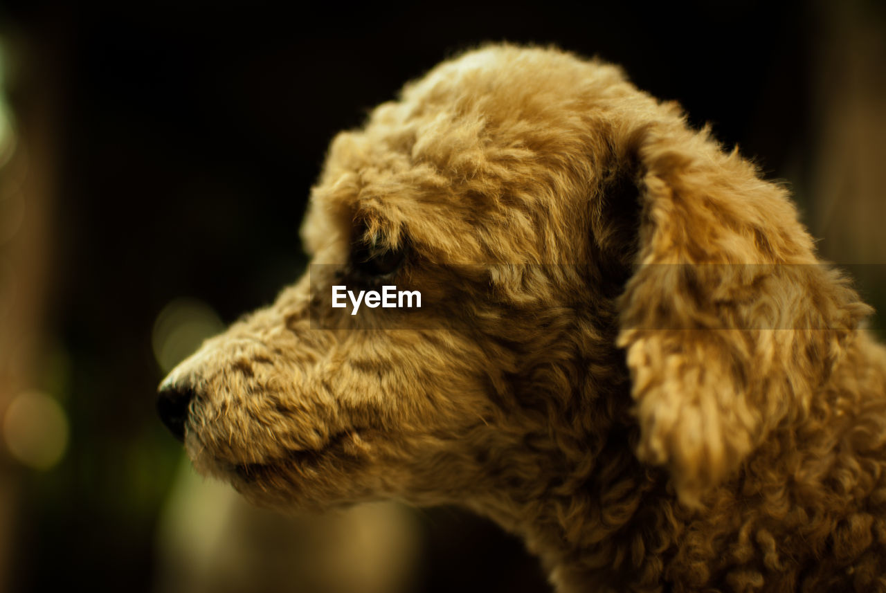 Close-up of goldendoodle 