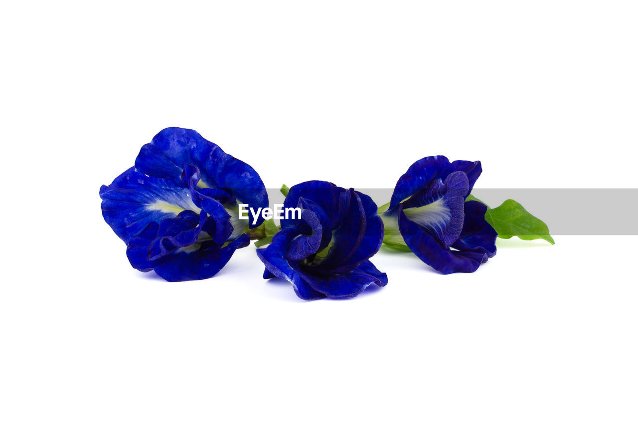 CLOSE-UP OF PURPLE BLUE FLOWER AGAINST WHITE BACKGROUND