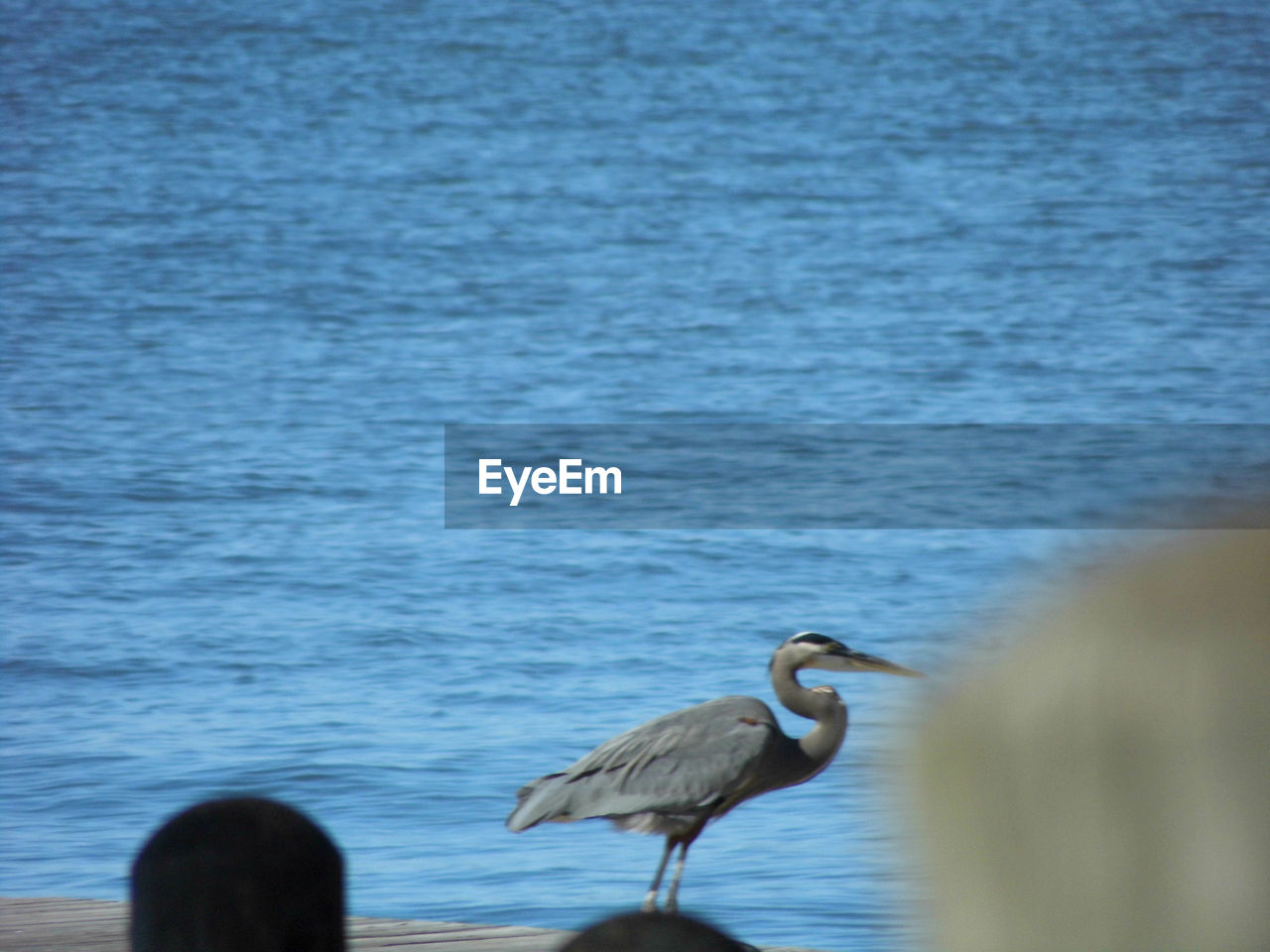 HIGH ANGLE VIEW OF GRAY HERON PERCHING