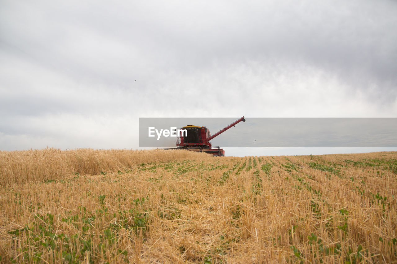 Combine harvester working on wheat field 