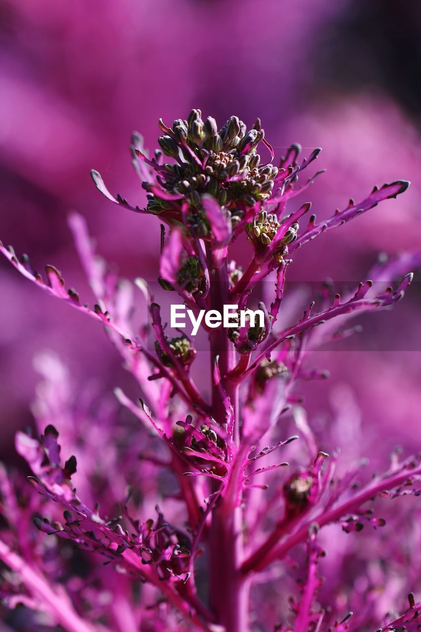 Close-up of pink flowering plant