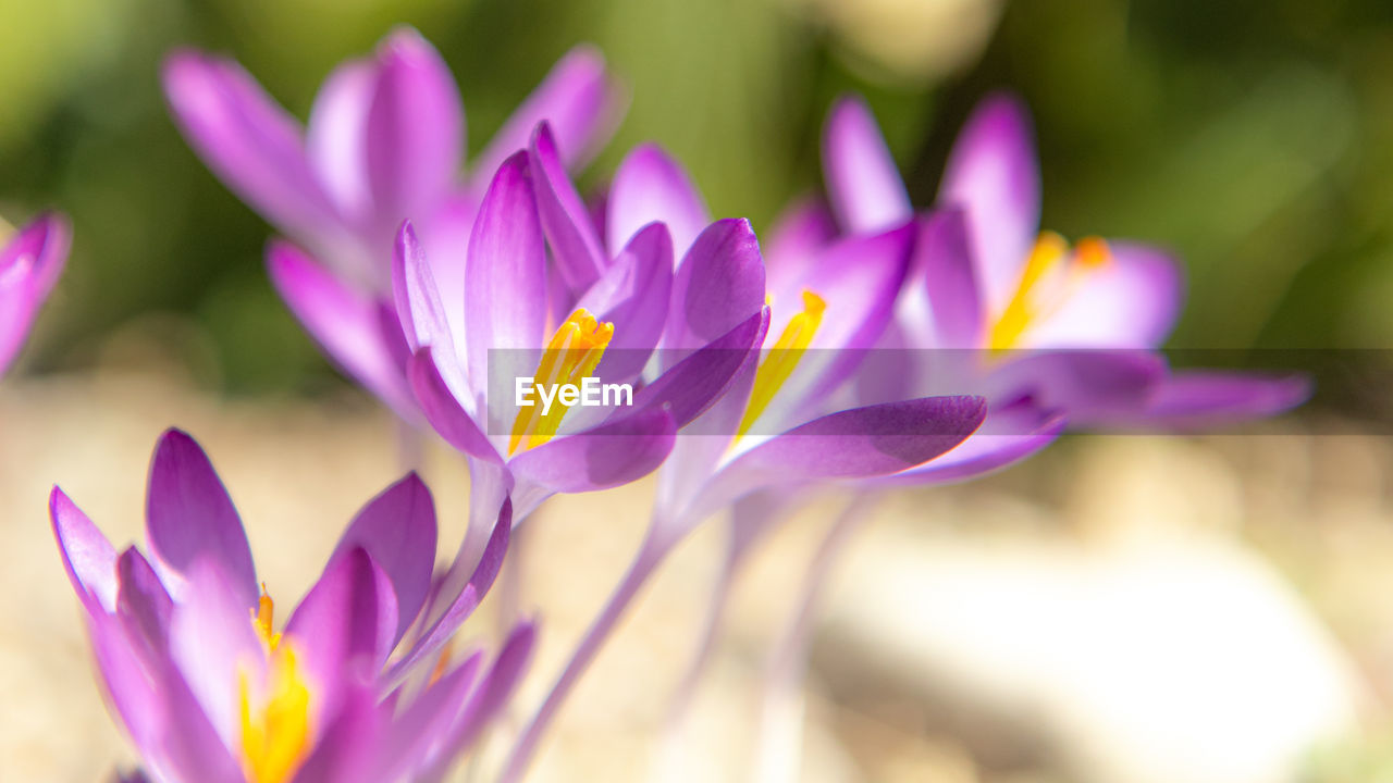 Close-up of purple water lily