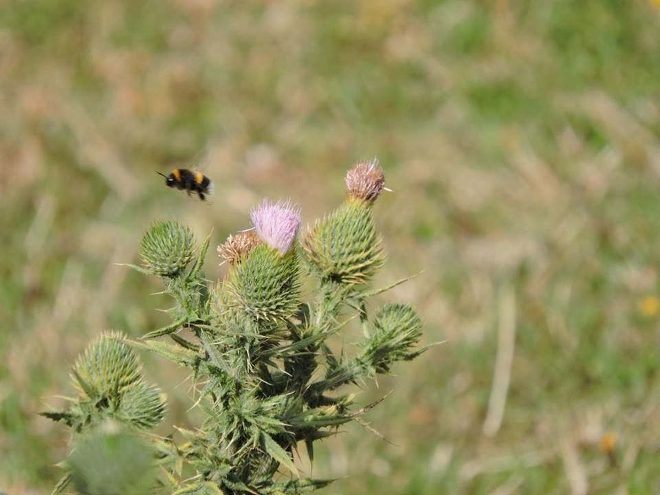 CLOSE-UP OF PLANT GROWING ON PLANT