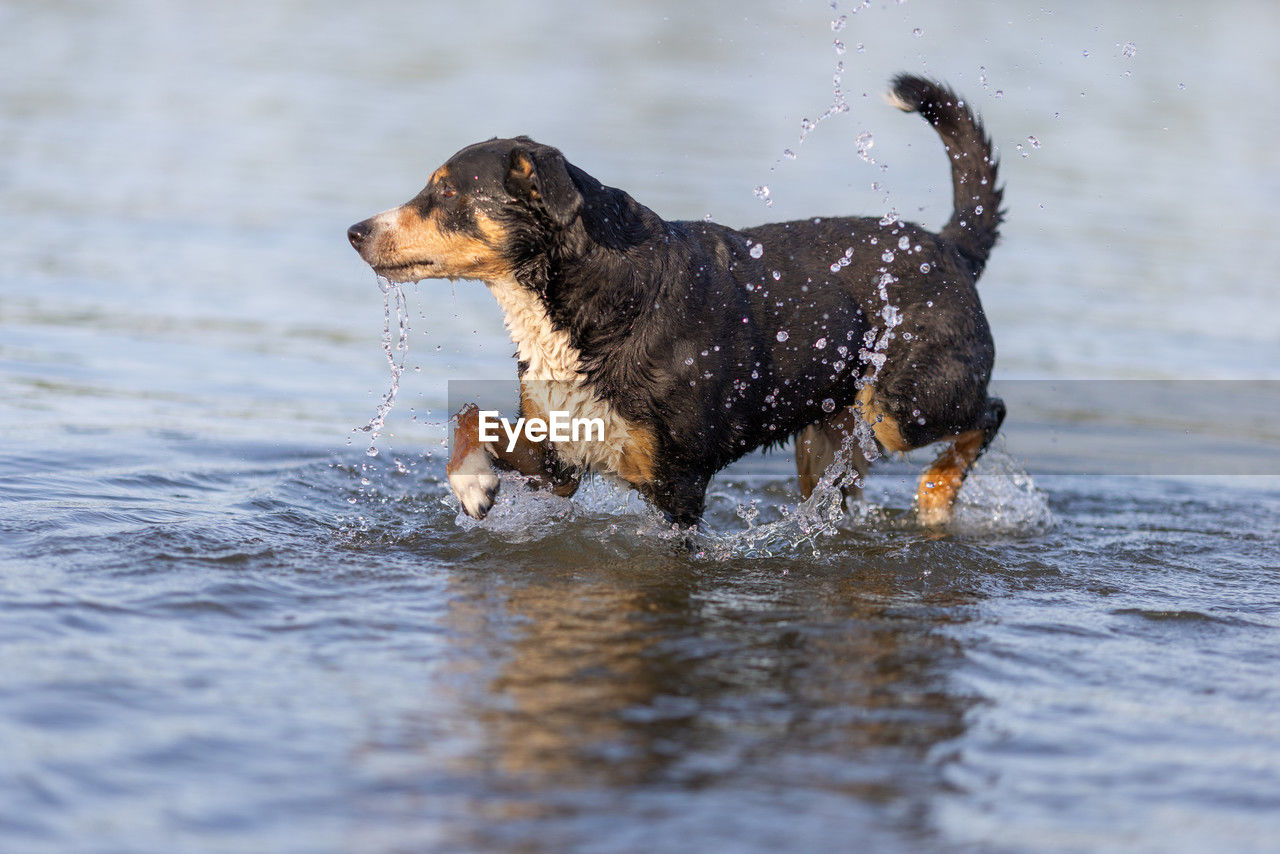 animal themes, animal, one animal, canine, dog, mammal, water, pet, domestic animals, wet, motion, nature, splashing, no people, running, day, sea, selective focus, outdoors, side view, shaking