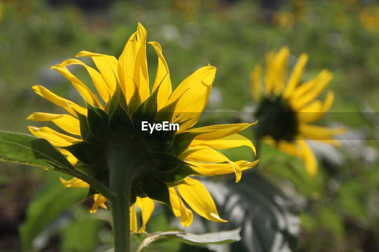 Close-up of yellow flower blooming outdoors