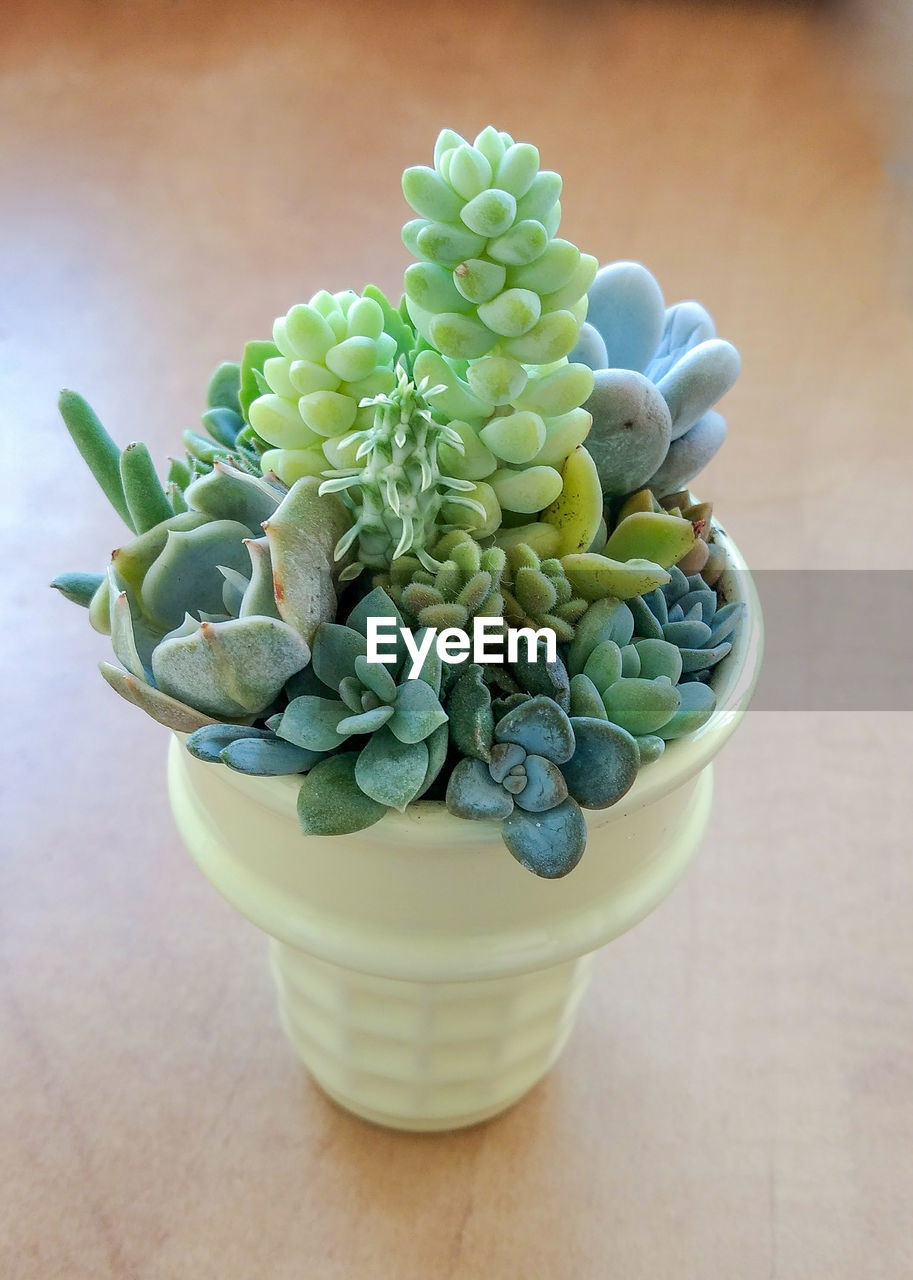 Succulent terrarium in ceramic yellow ice cream pot