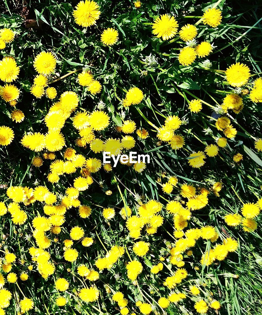 FULL FRAME SHOT OF YELLOW FLOWERING PLANT