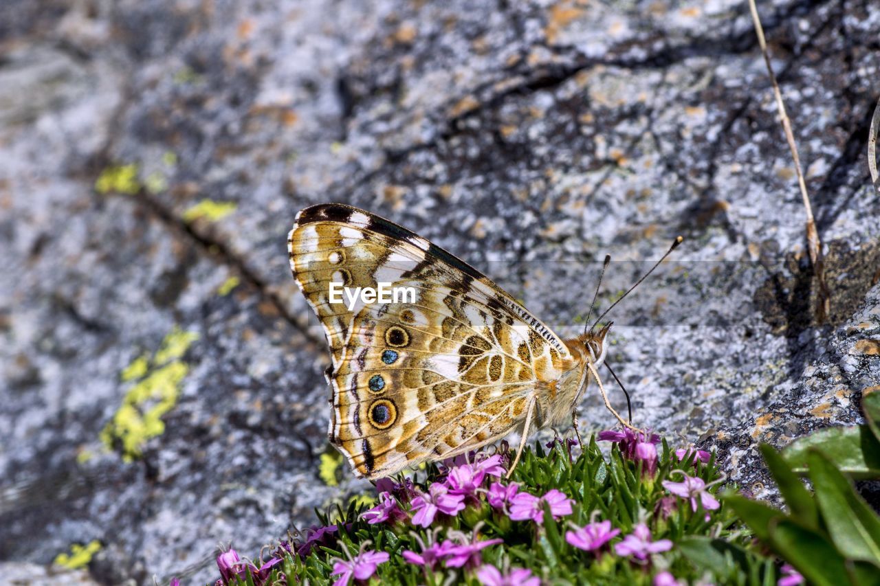 Close-up of butterfly on flowers