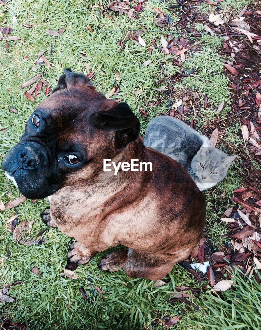 HIGH ANGLE PORTRAIT OF DOG ON GRASS