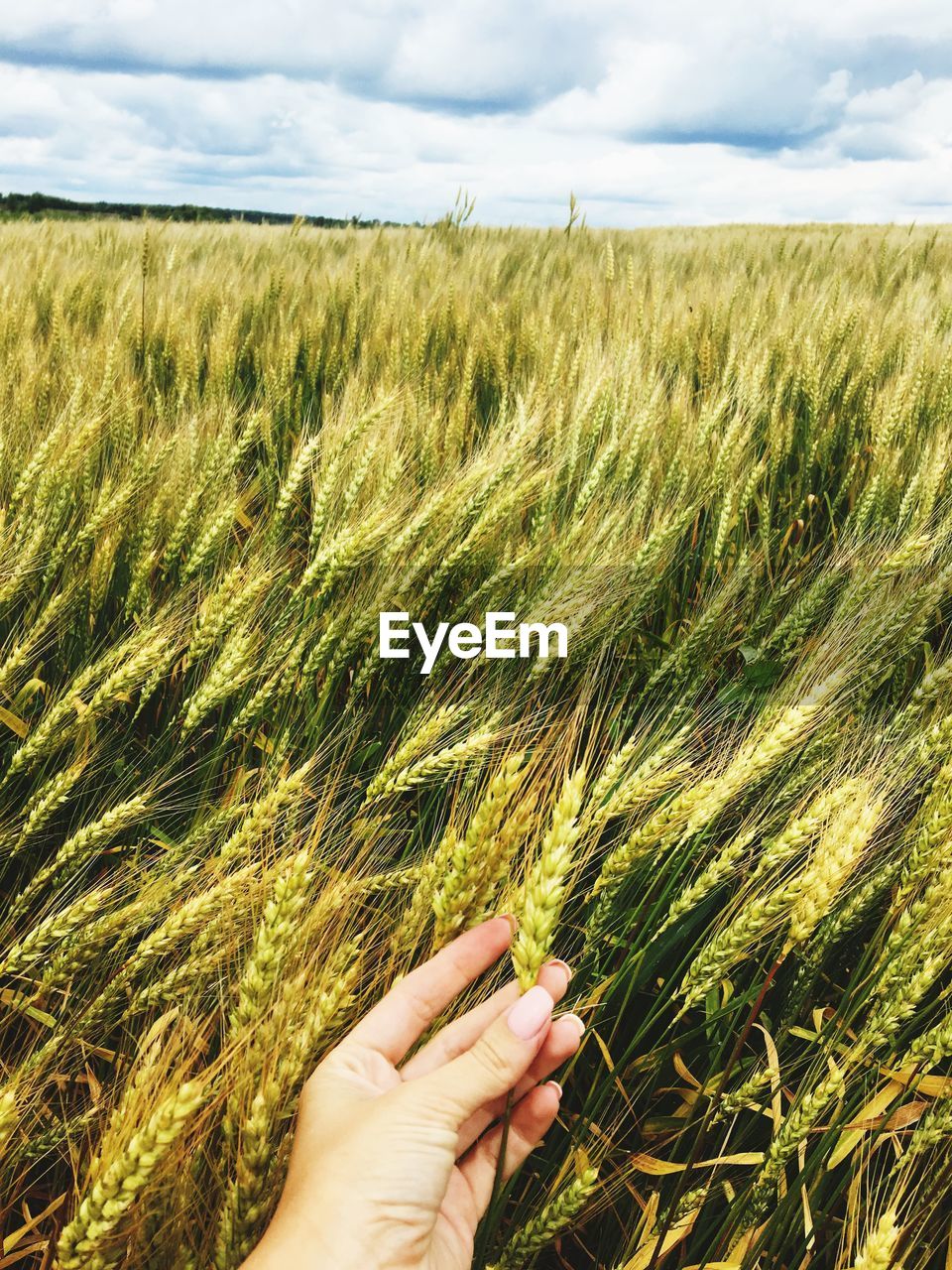 Cropped image of hand holding wheat crop in field