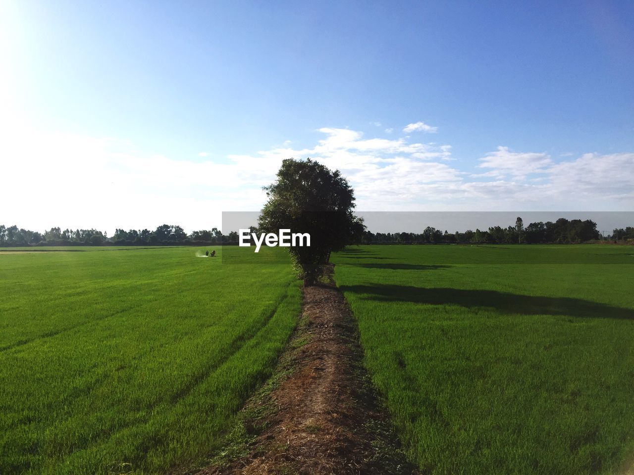 AGRICULTURAL FIELD AGAINST SKY