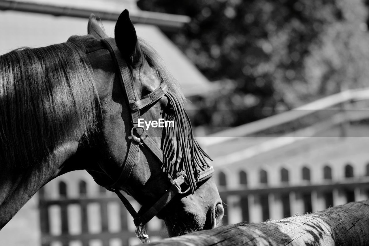 Close-up of a horse in the ranch