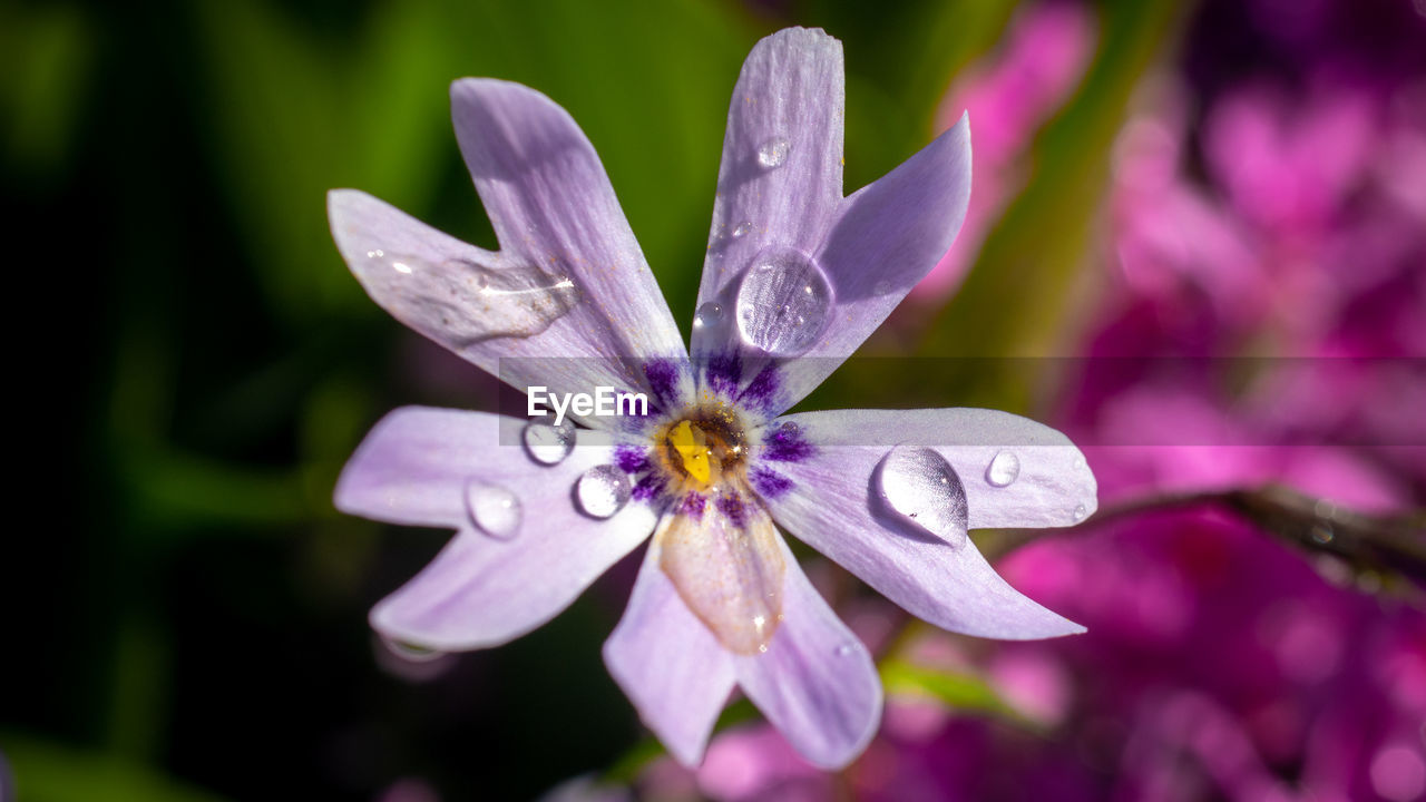 CLOSE-UP OF WATER DROPS ON PURPLE CROCUS