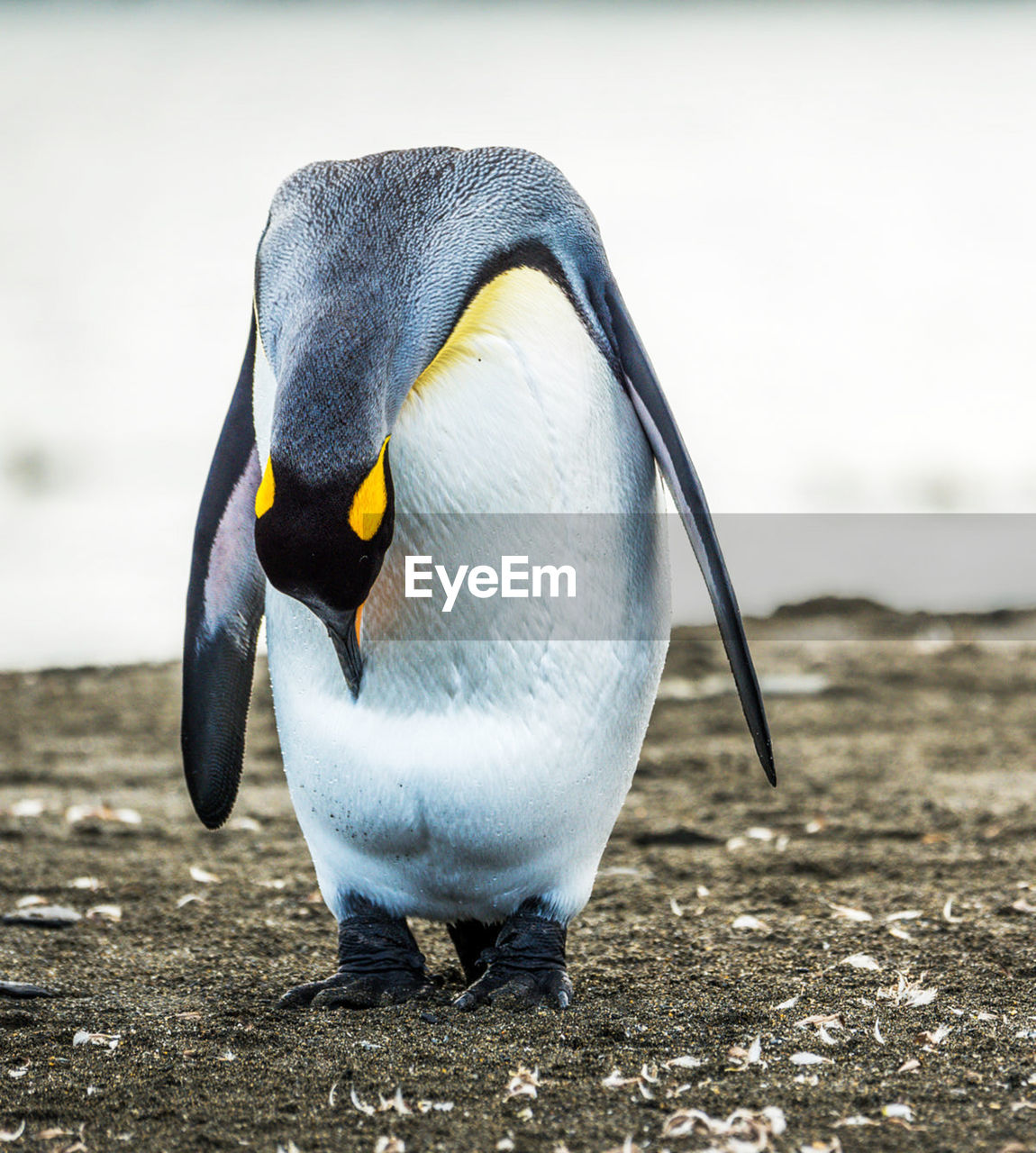 High angle view of penguin on beach