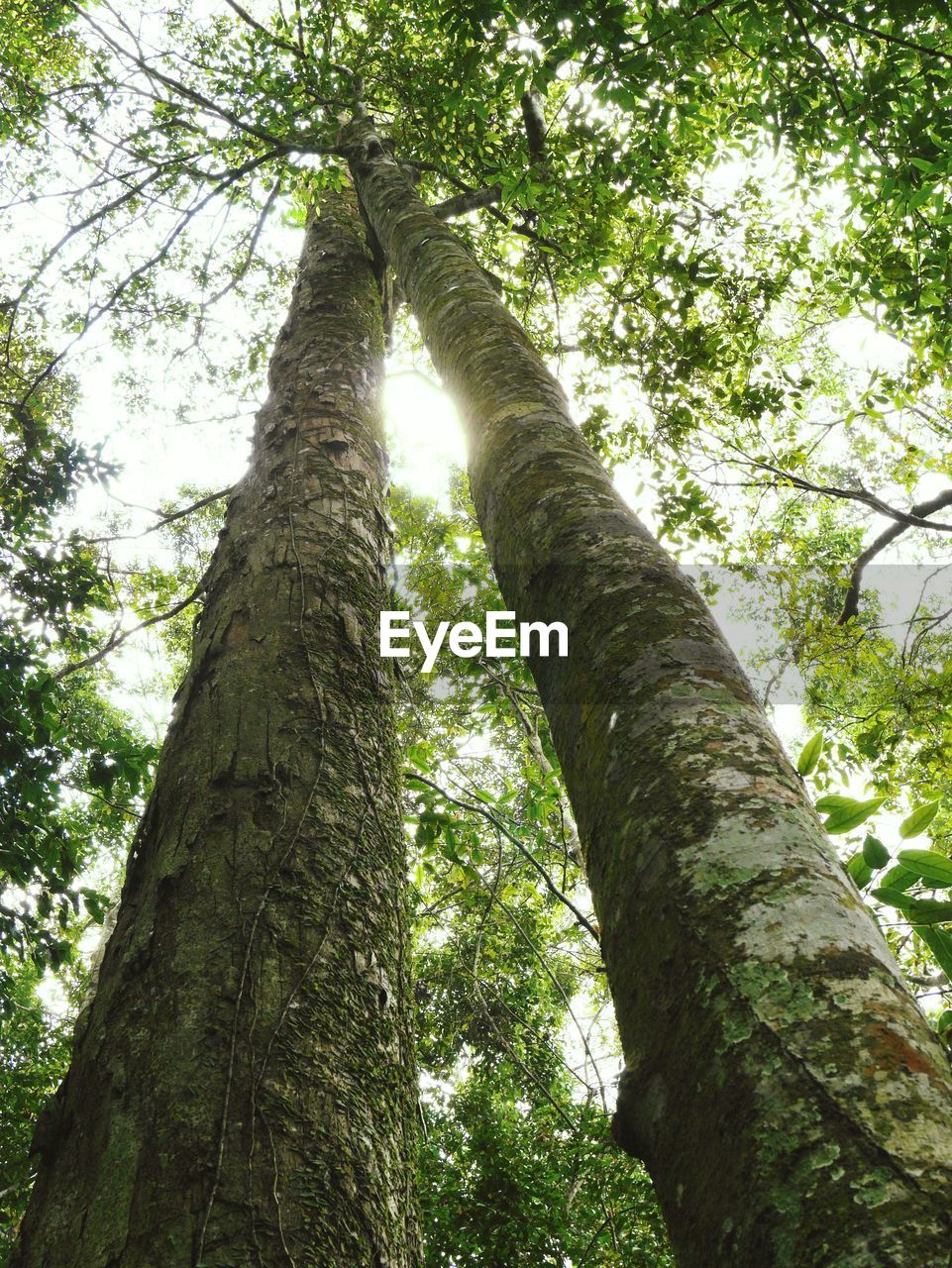 LOW ANGLE VIEW OF TREES IN FOREST AGAINST SKY