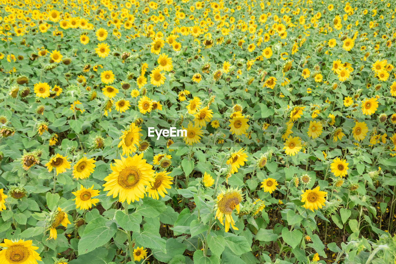 HIGH ANGLE VIEW OF SUNFLOWERS ON FIELD