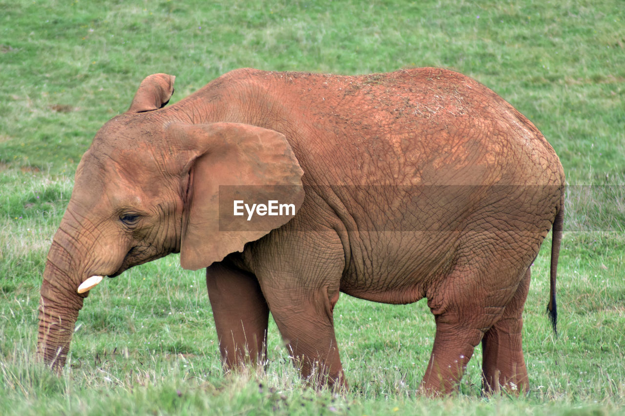 CLOSE-UP OF ELEPHANT IN FIELD