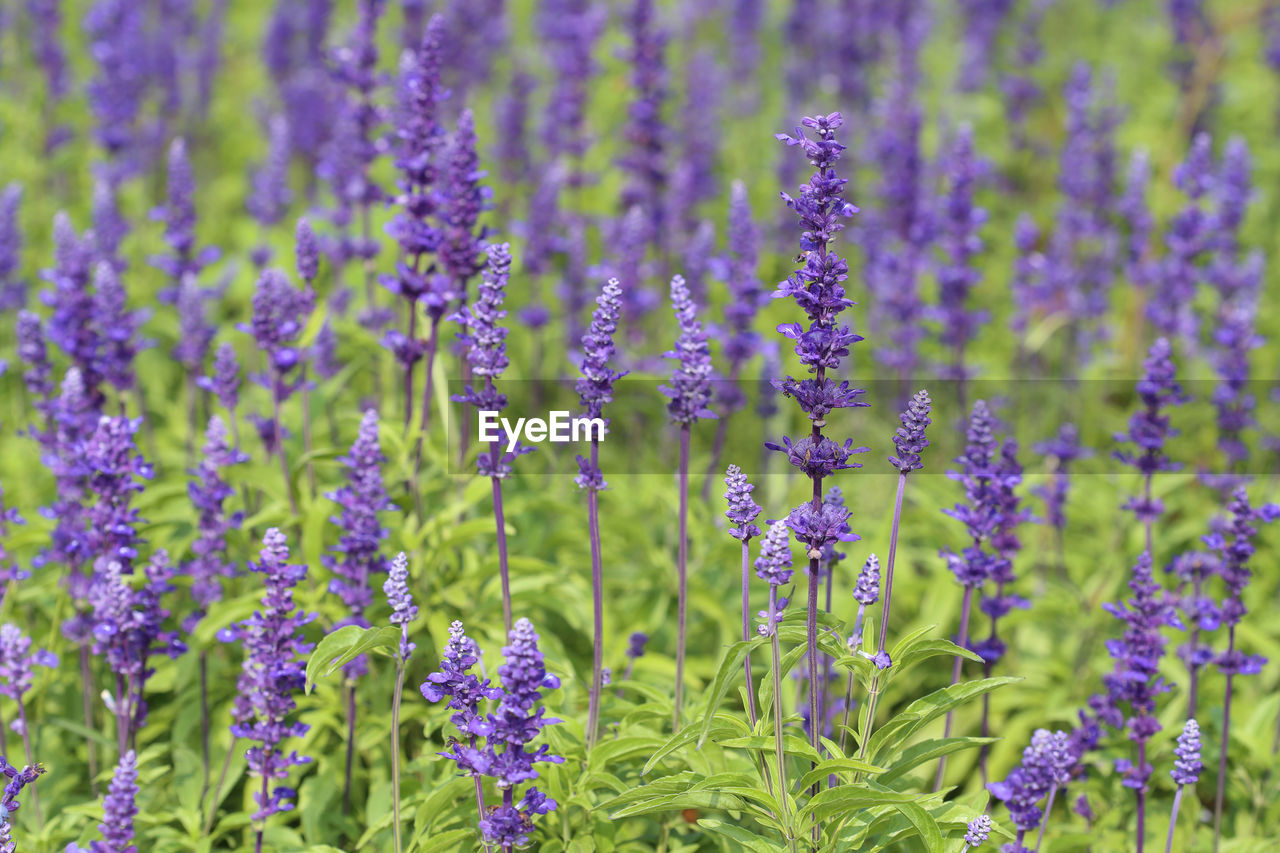 CLOSE-UP OF PURPLE LAVENDER FLOWERS