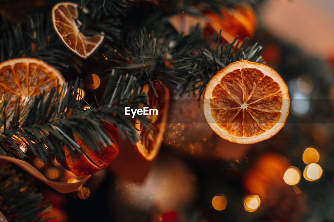 Winter magic decor. christmas tree branches decorated with bright dried oranges 