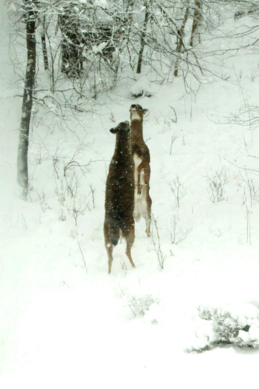 Deer rearing up on snow covered field during winter