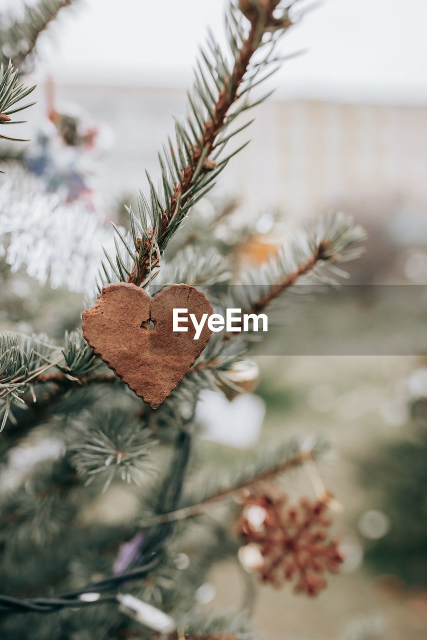 Handmade gingerbread heart shaped cookie decoration on a christmas tree, outdoor background