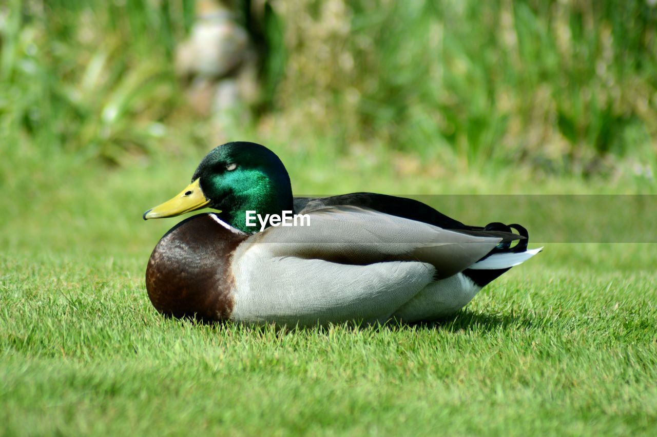 CLOSE-UP OF DUCK ON FIELD